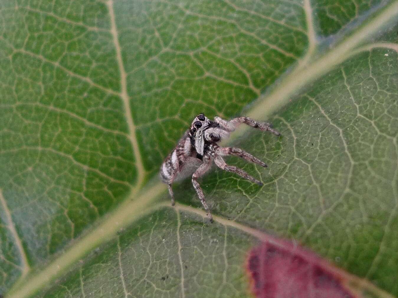 Image of Zebra spider