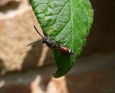 Image of Sapyga quinquepunctata (Fabricius 1781)