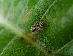 Image of Zebra spider