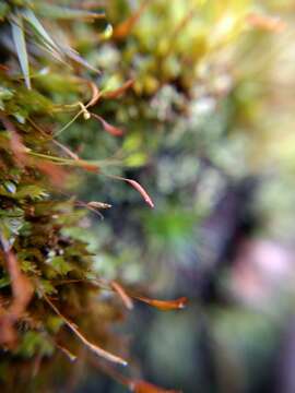 Image of tetraphis moss