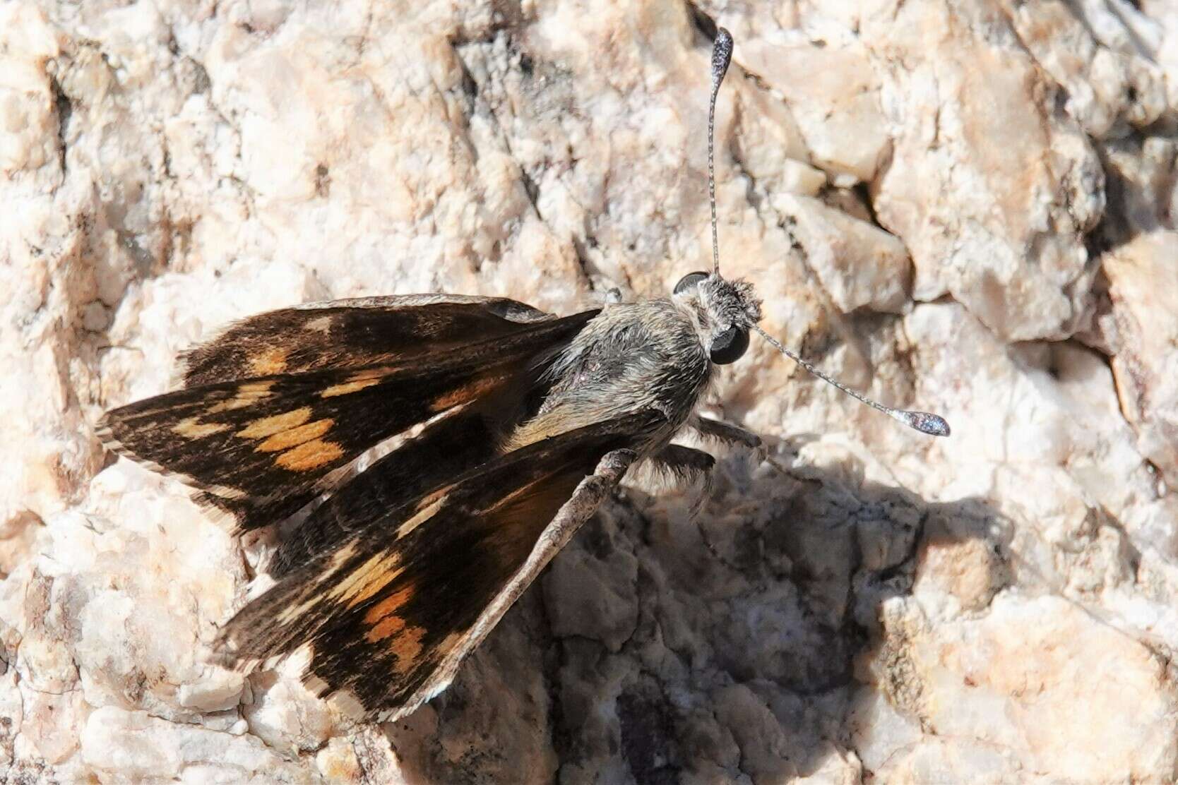 Imagem de Agathymus polingi Skinner 1905