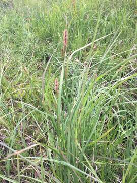 Image of water sedge