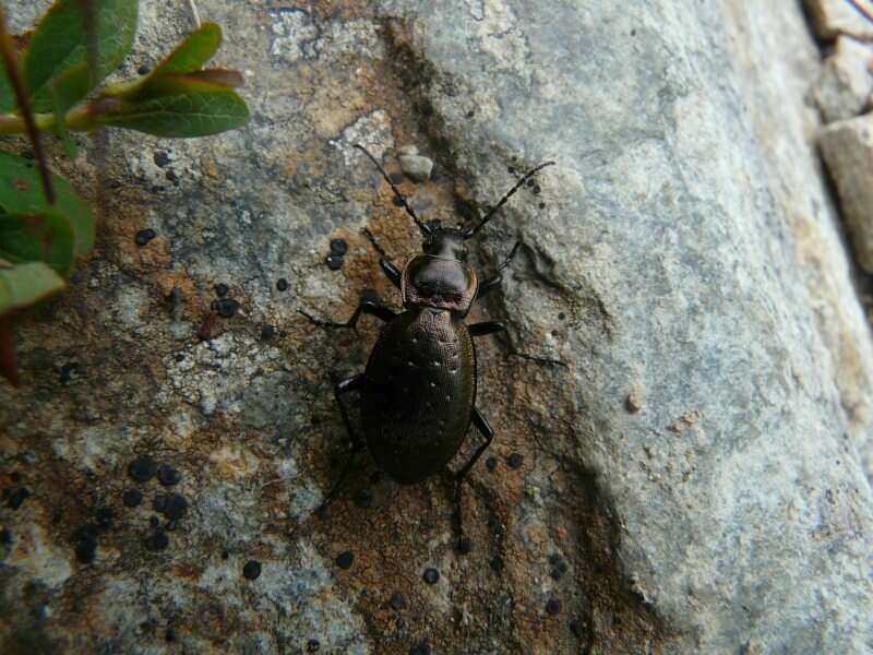 Image of Carabus (Orinocarabus) sylvestris transylvanicus Dejean 1826