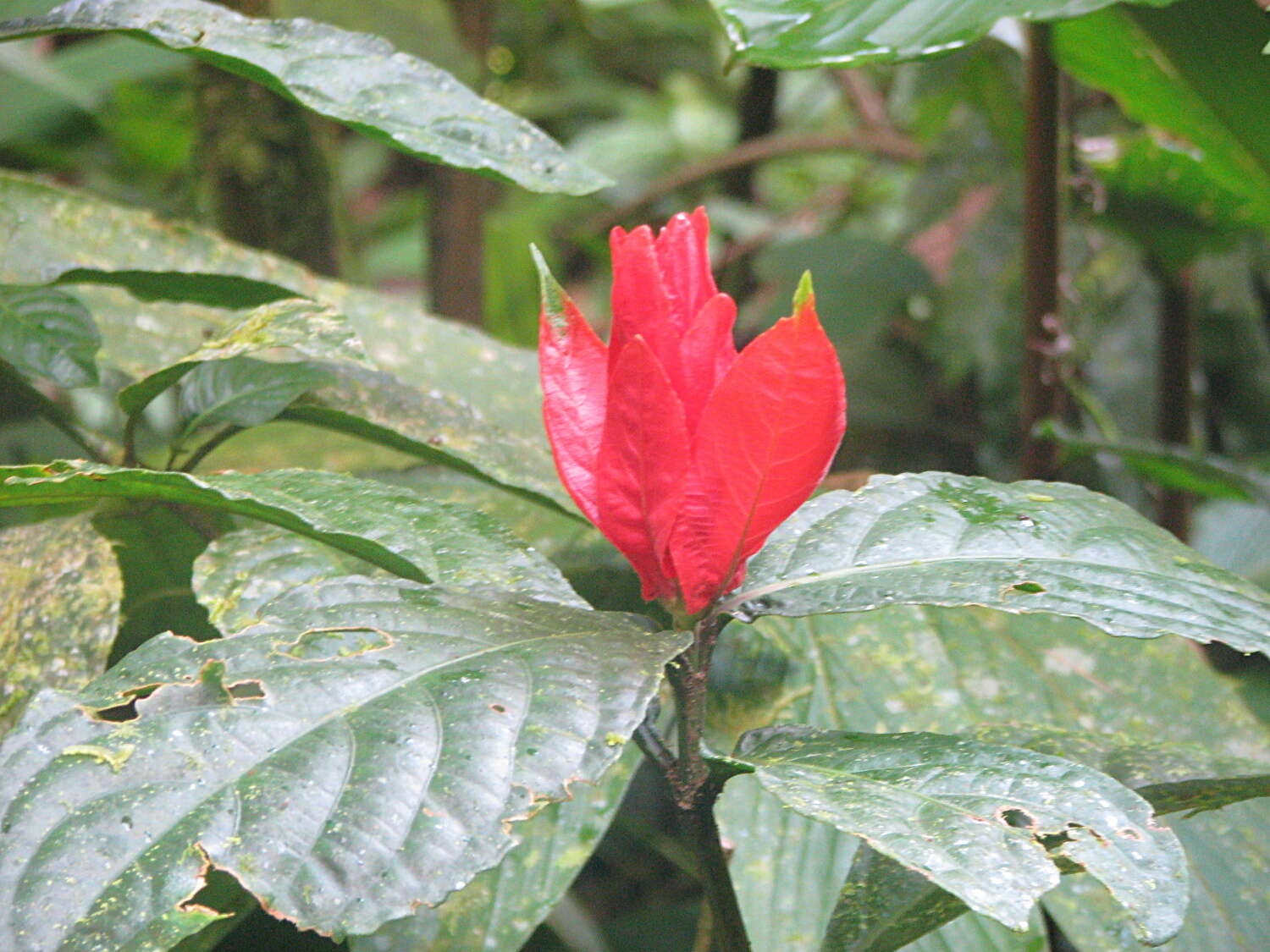 Image of Peruvian wild petunia