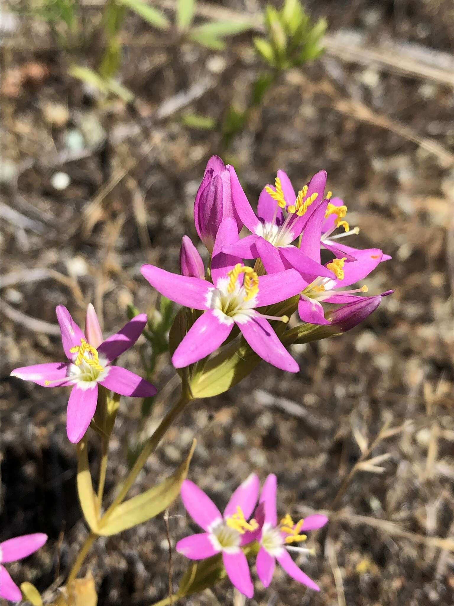 Zeltnera trichantha (Griseb.) G. Mansion resmi