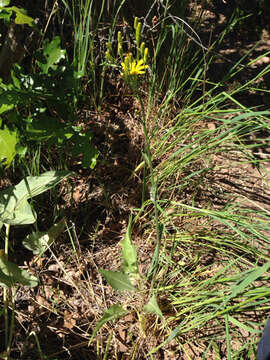 Image of tapertip hawksbeard