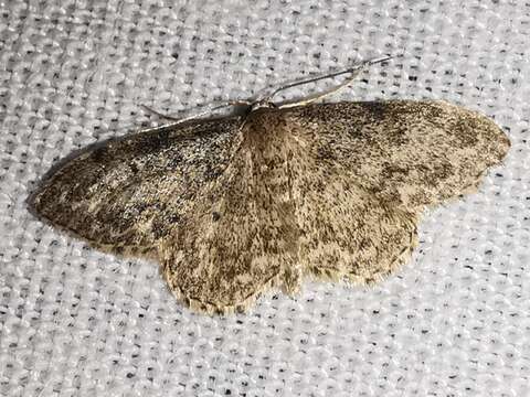 Image of Idaea libycata Bartel 1906