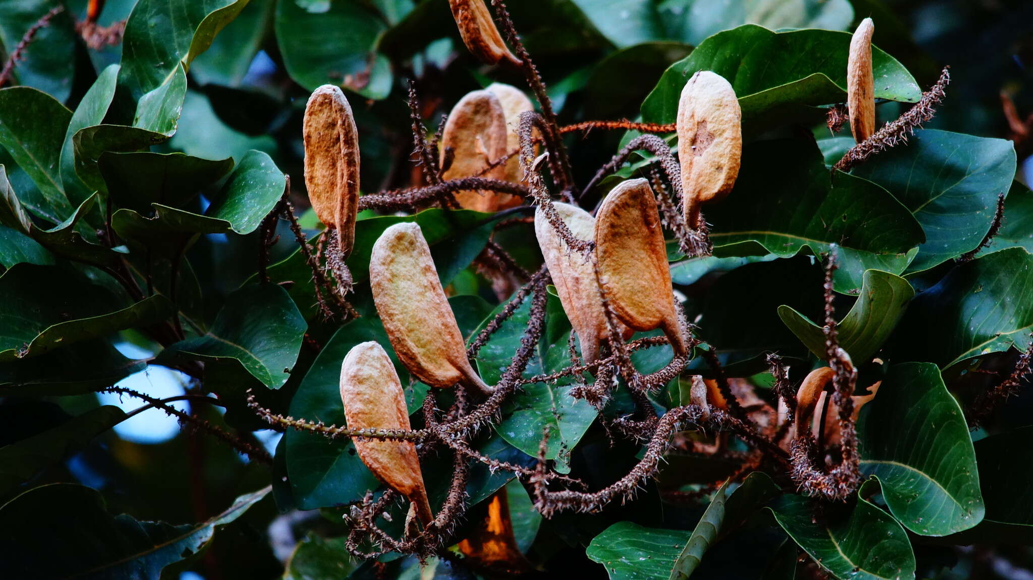 Image of Northern silky oak