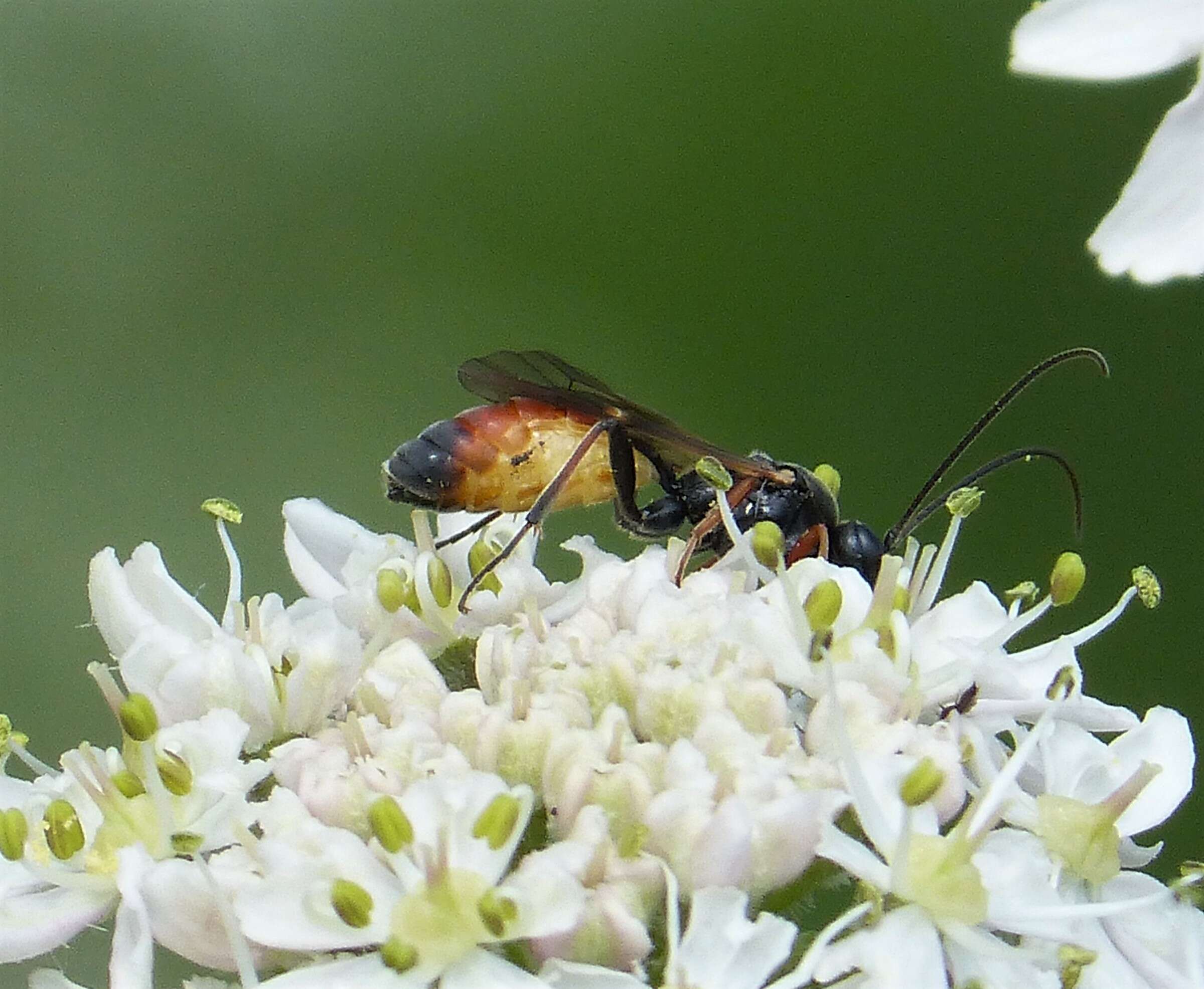 Image of ichneumon wasps