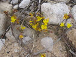 Image of Monopsis lutea (L.) Urb.