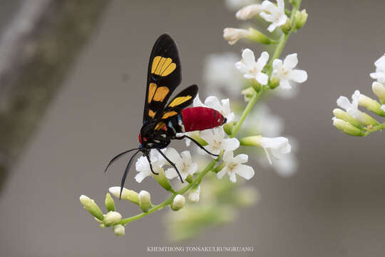 Plancia ëd <i>Euchromia elegantissima</i>