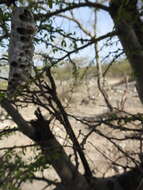 Image of Vachellia bilimekii (J. Macbr.) Seigler & Ebinger