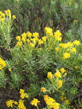 Image of Euryops floribundus N. E. Br.