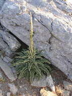 Image of Verbascum giganteum Willk.