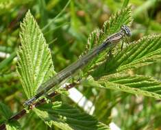 Image of Common Blue Damselfly