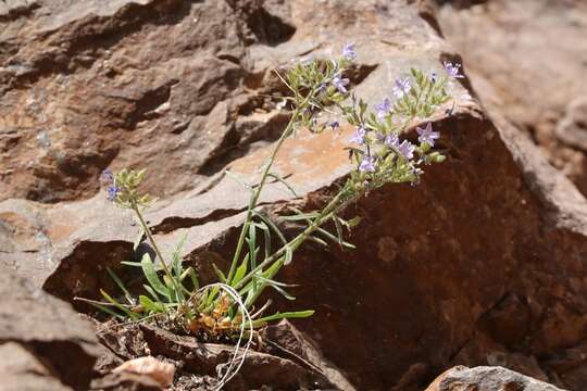 Image of Black Canyon gilia