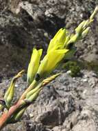 Image de Puya boliviensis Baker