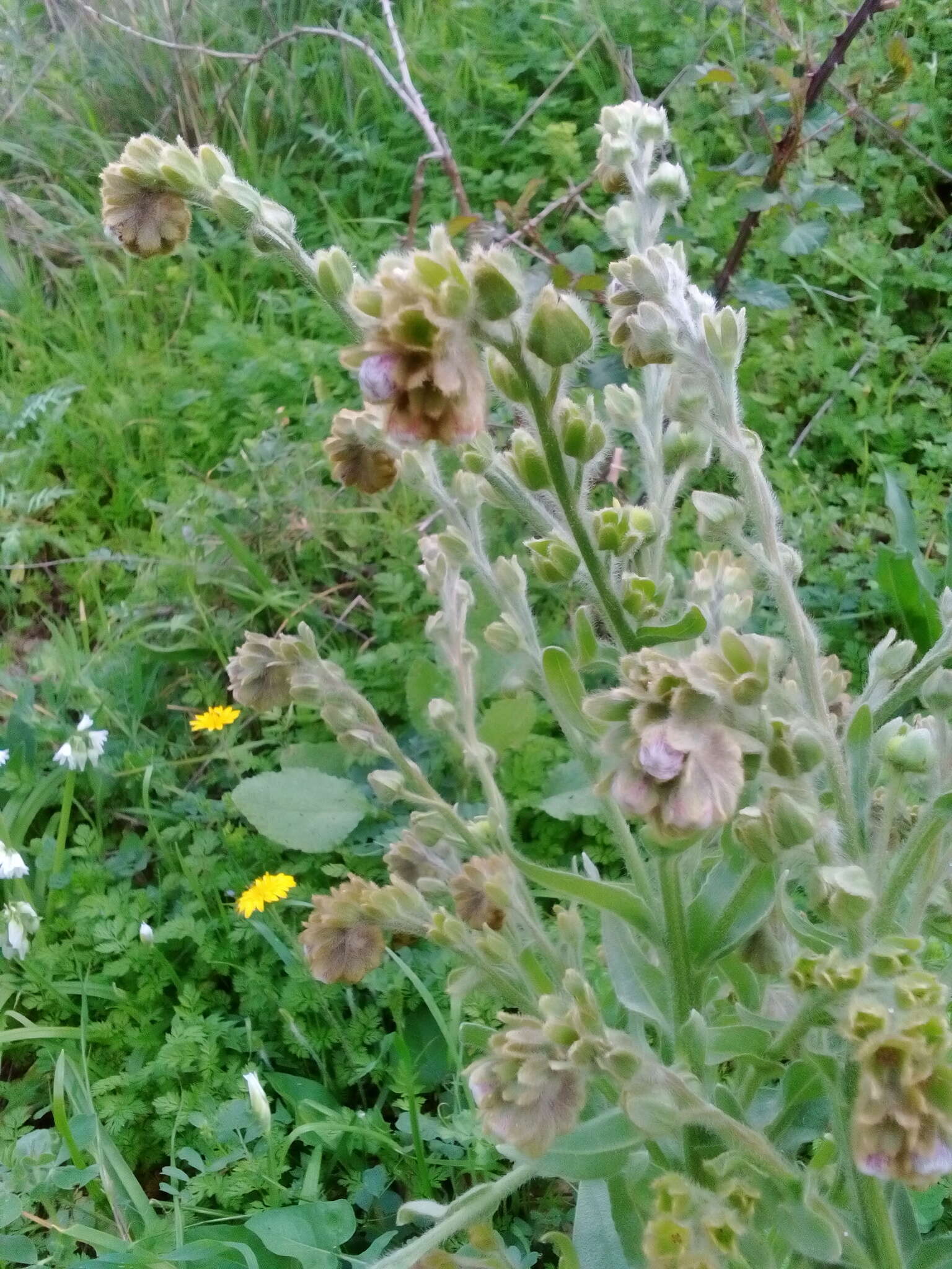 Image of Cynoglossum clandestinum Desf.