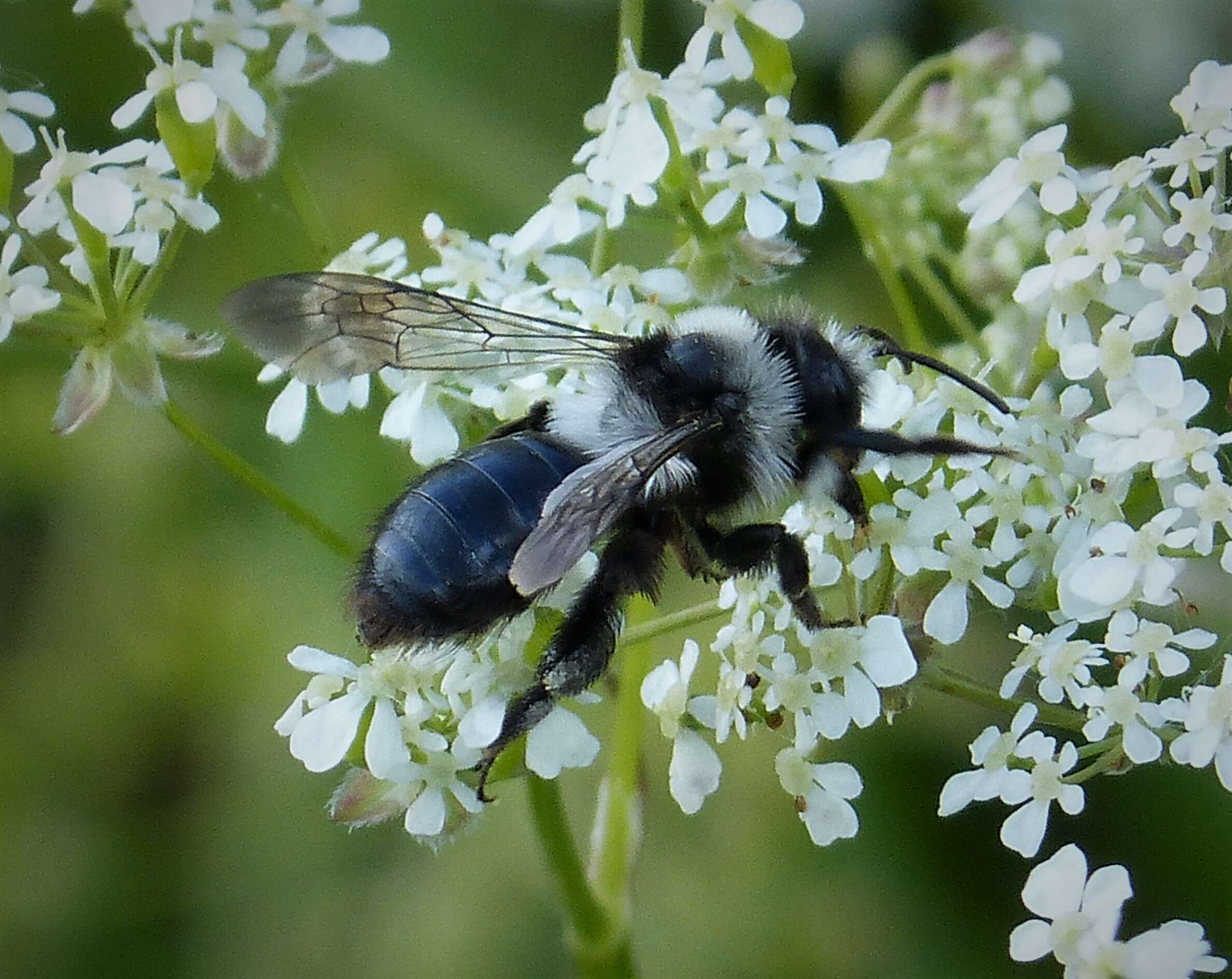 Image of Ashy Mining Bee