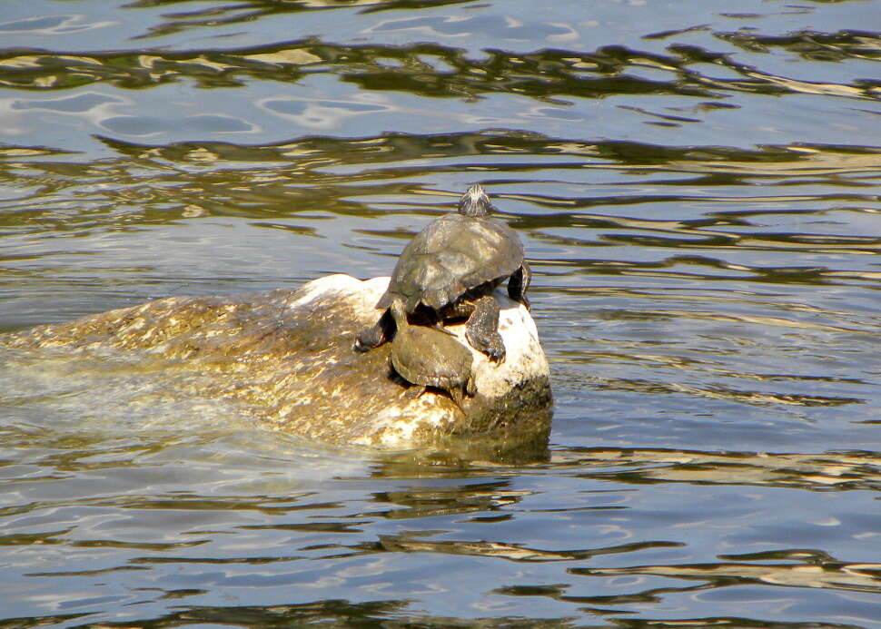 Image of Texas Map Turtle