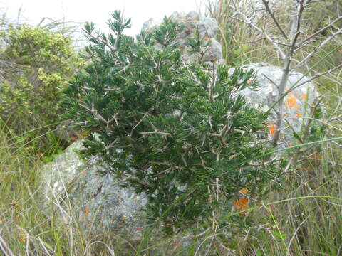 Image of Asparagus mariae (Oberm.) Fellingham & N. L. Mey.