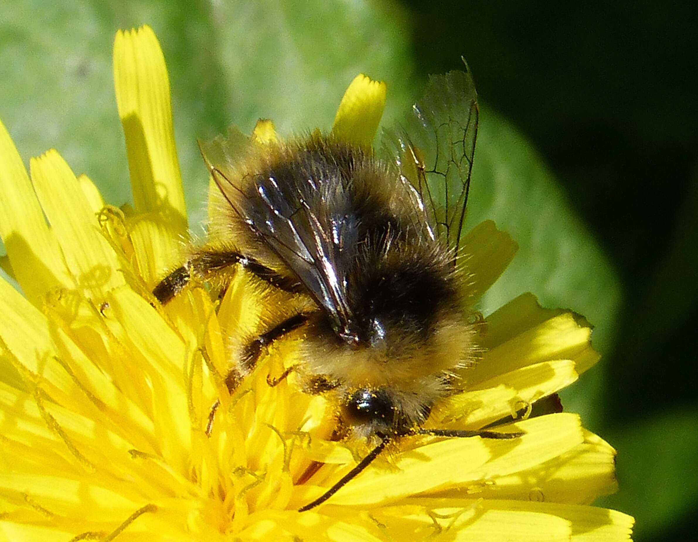 Plancia ëd Bombus pratorum (Linnaeus 1761)