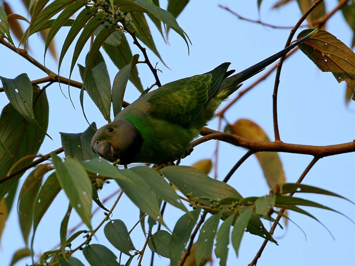 Image of Emerald-collared Parakeet