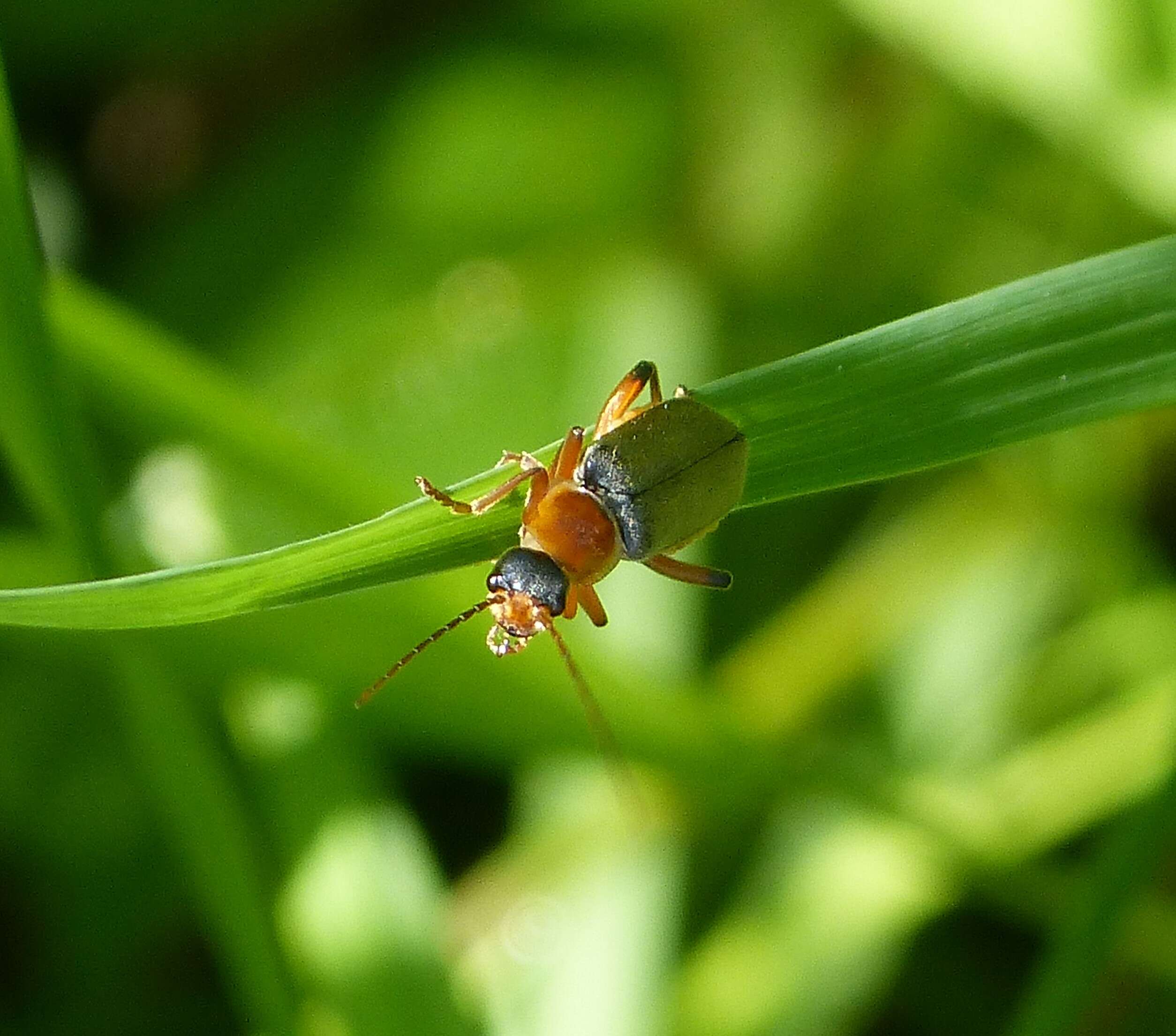 Imagem de Cantharis nigricans