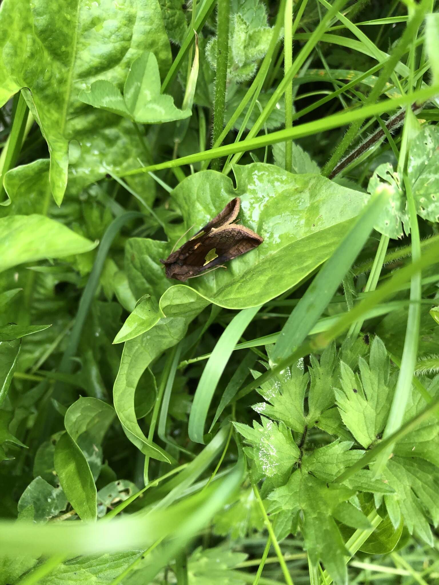 Autographa bractea Schiffermüller 1776 resmi