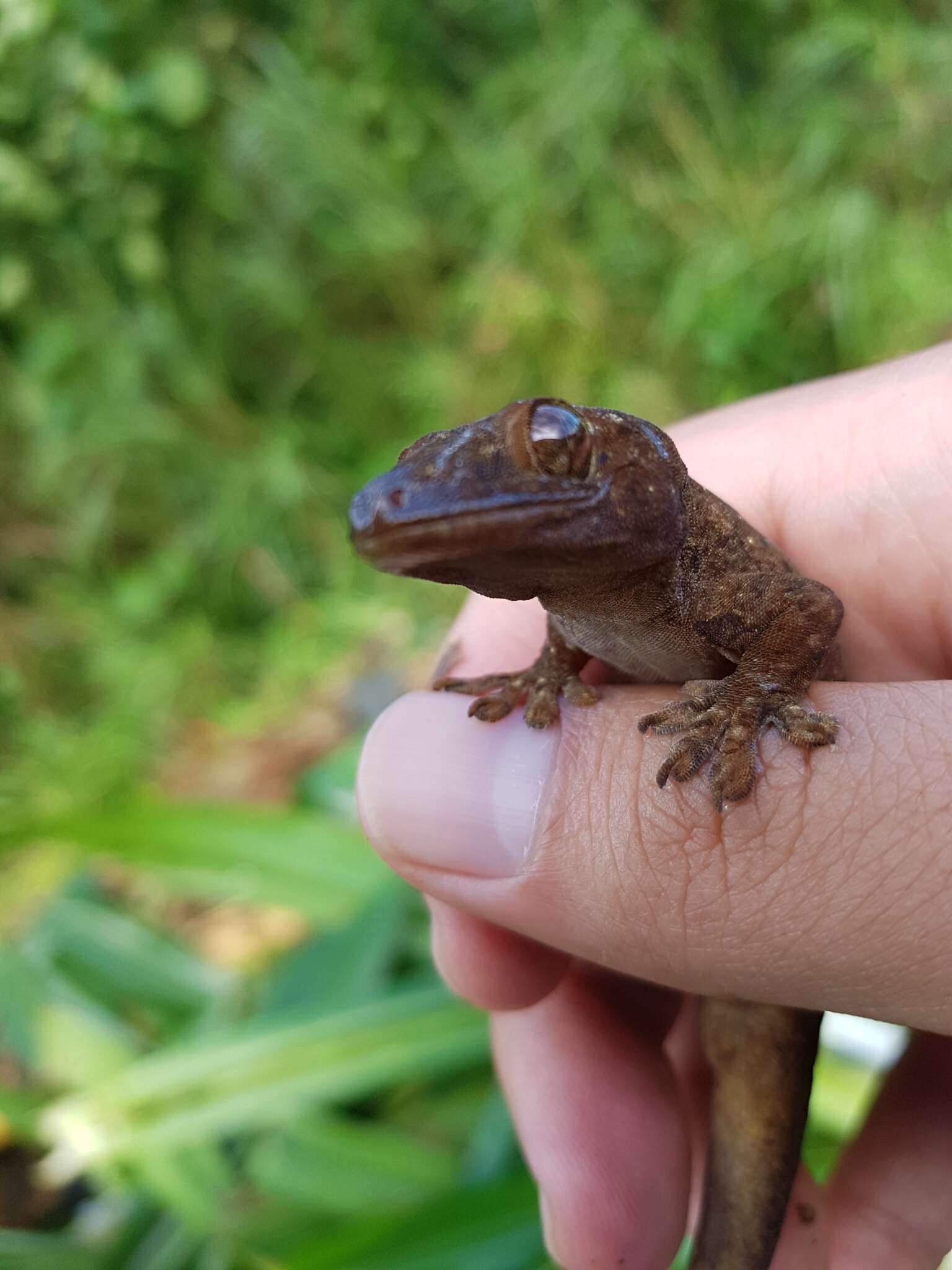 Image of Oceania Gecko