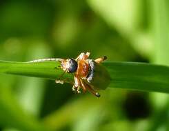 Imagem de Cantharis nigricans