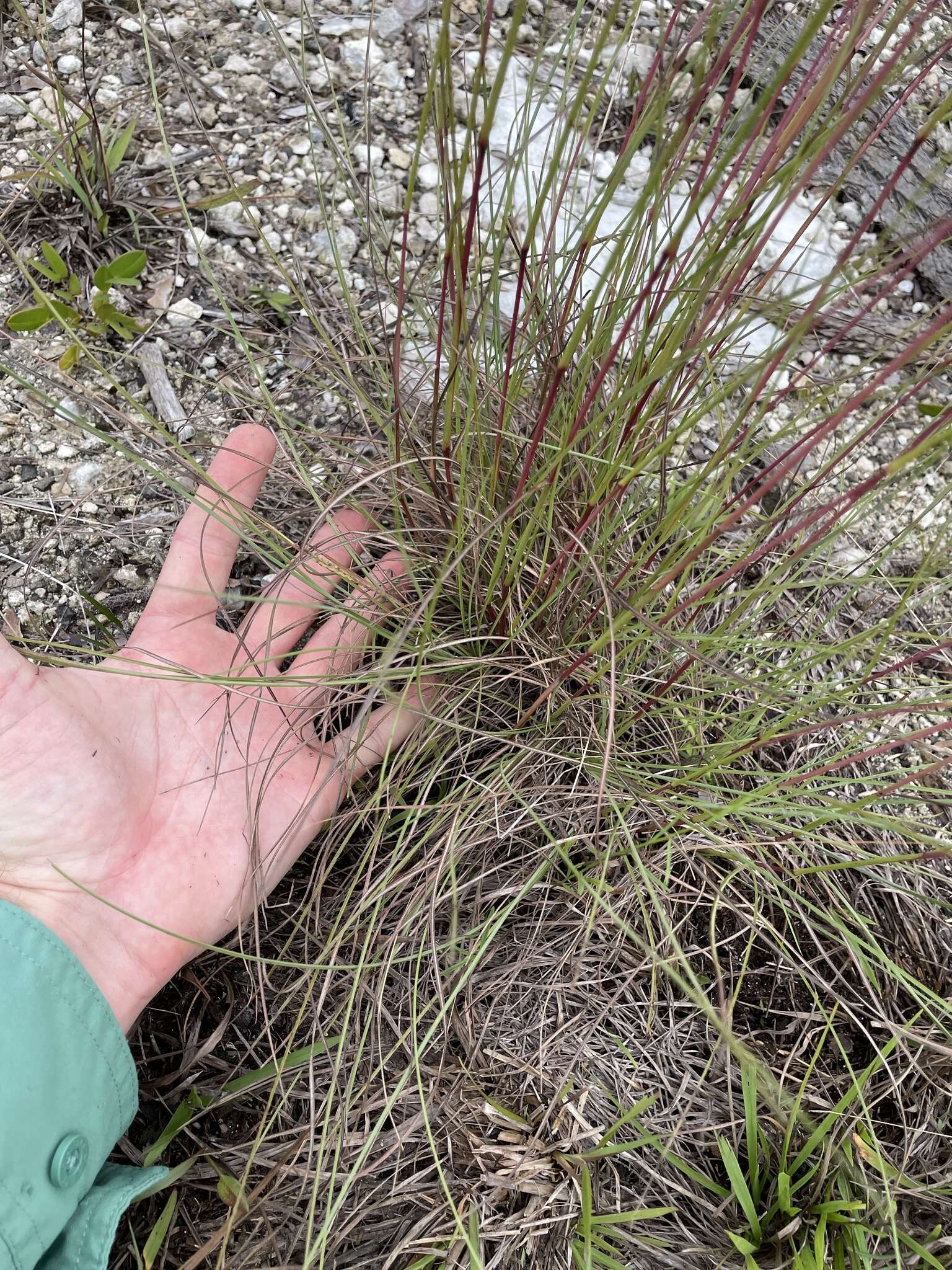 Image of Andropogon miamiensis