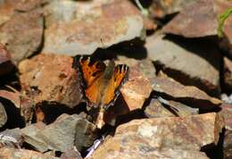 Image of California Tortoiseshell