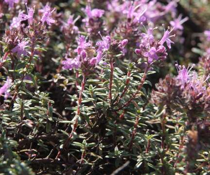 Слика од Thymus calcareus Klokov & Des.-Shost.