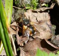 Image of Tachina fera (Linnaeus 1761)