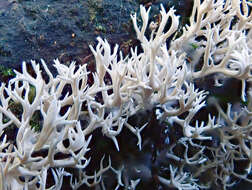 Imagem de Lentaria glaucosiccescens R. H. Petersen 2000