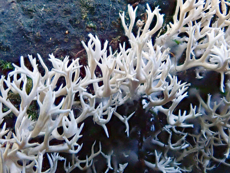 Lentaria glaucosiccescens R. H. Petersen 2000 resmi