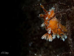 Image of Tasselled nudibranch