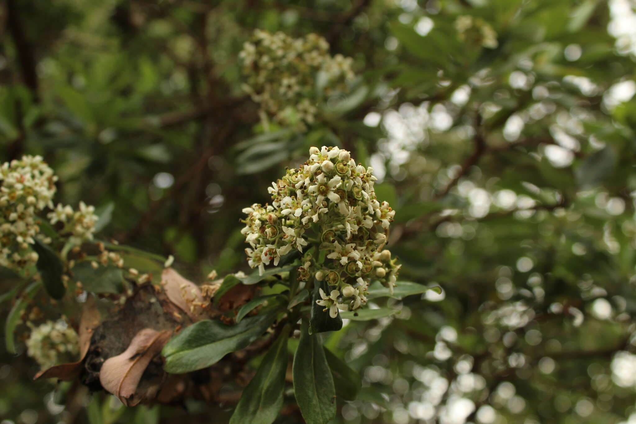 Image of Escallonia paniculata (Ruiz & Pav.) Roem. & Schult.