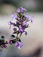 Image of Thymus nummularius M. Bieb.