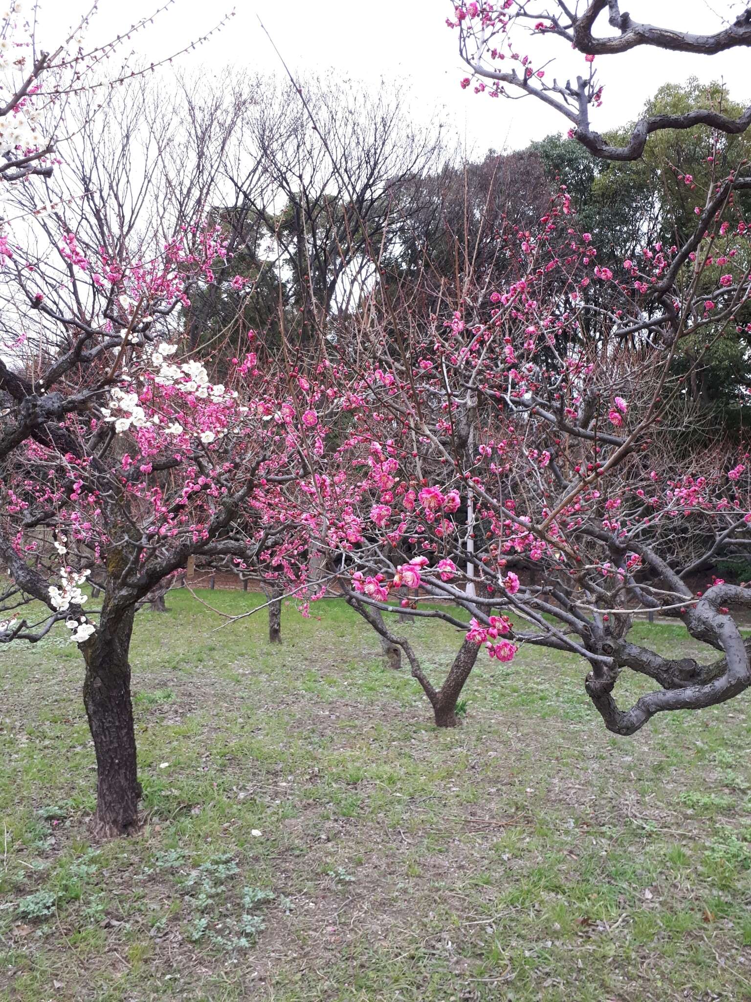 Image of Chinese plum