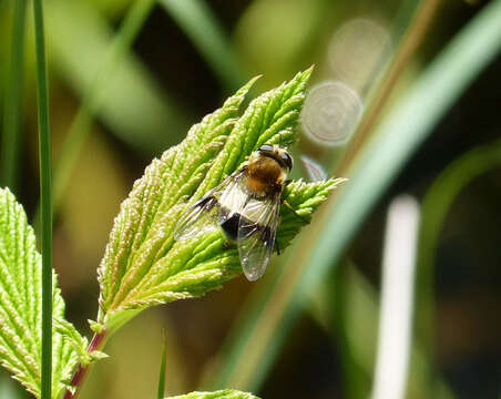 Image of Leucozona lucorum (Linnaeus 1758)