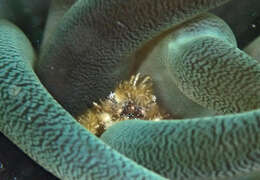 صورة Mithraculus cinctimanus Stimpson 1860