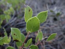 Image of Hooker's manzanita