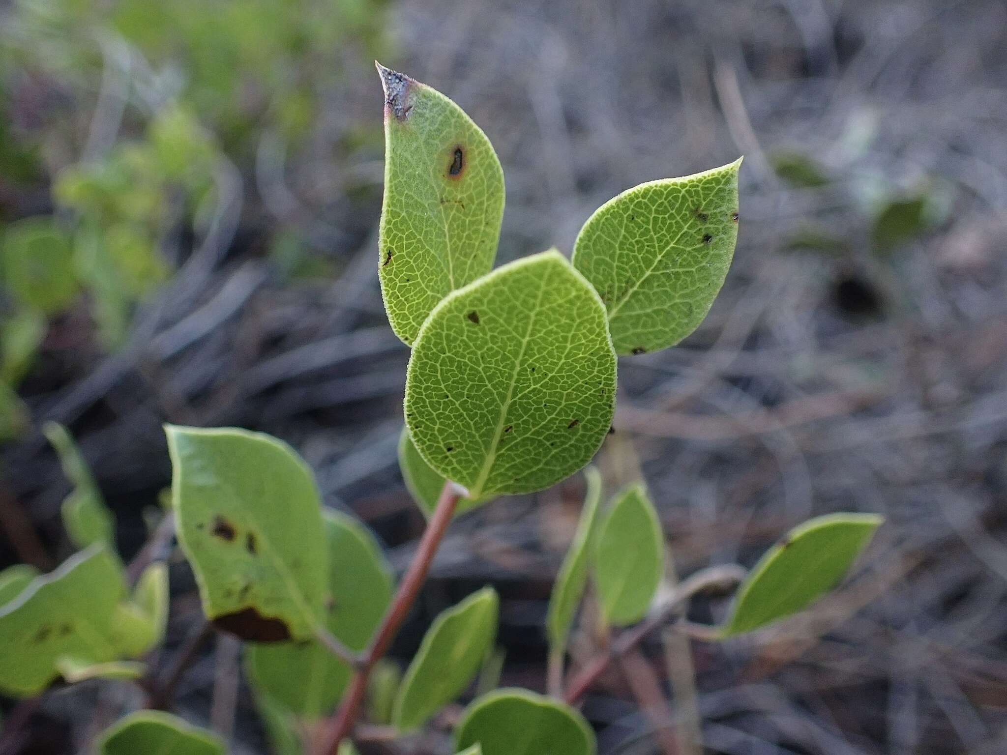 Image of Hooker's manzanita