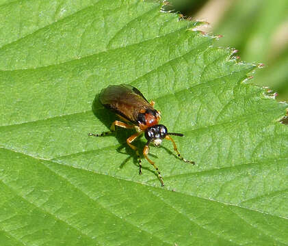 Image of Turnip Sawfly