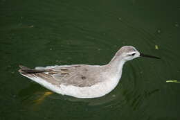 Image of Wilson's Phalarope