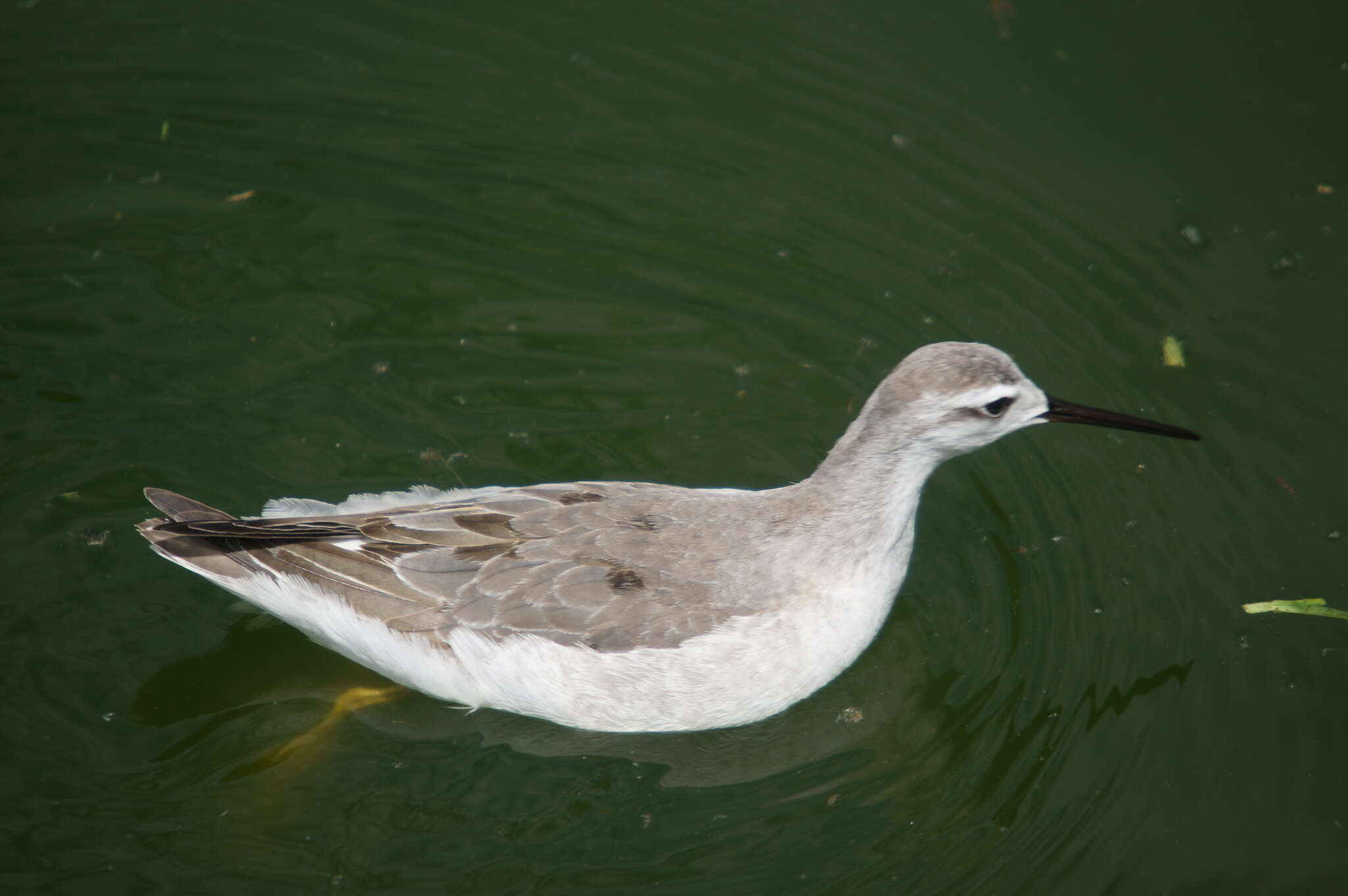 Image of Wilson's Phalarope