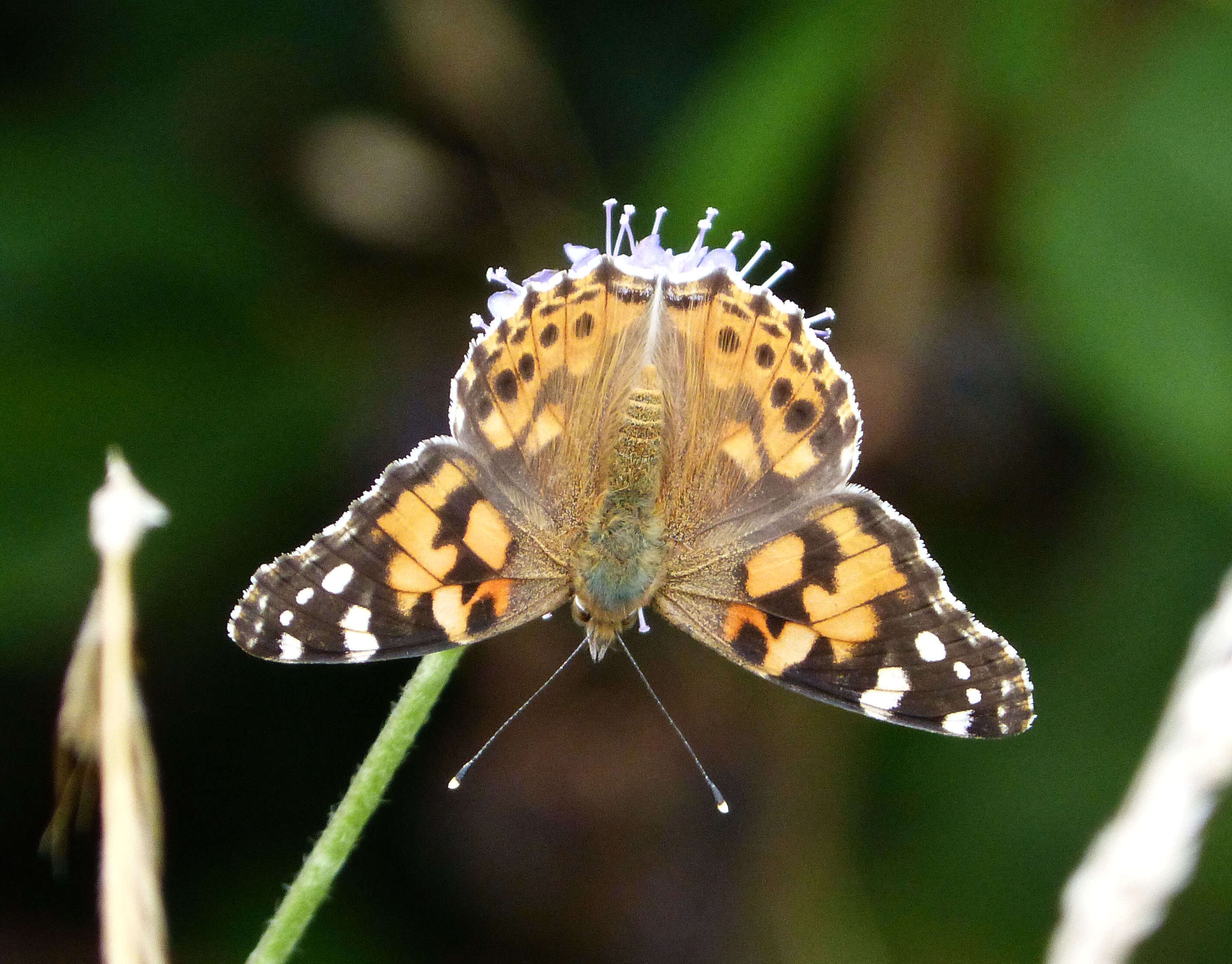 Plancia ëd Vanessa cardui