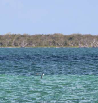 Image of Great Hammerhead